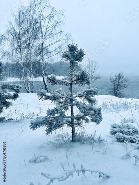 Fototapeta trees after snowfall