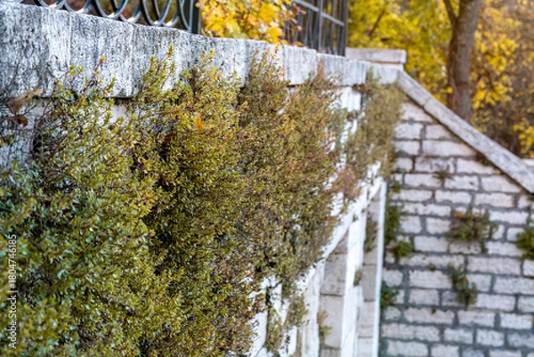 Obraz A stone wall covered with ivy and other plants. The wall is made of stone and has a rough texture. Autumn.