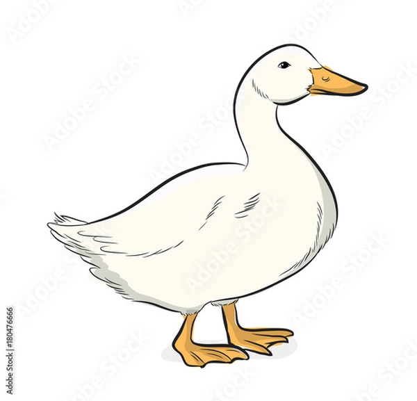 Obraz Cartoon Duck Vector Illustration