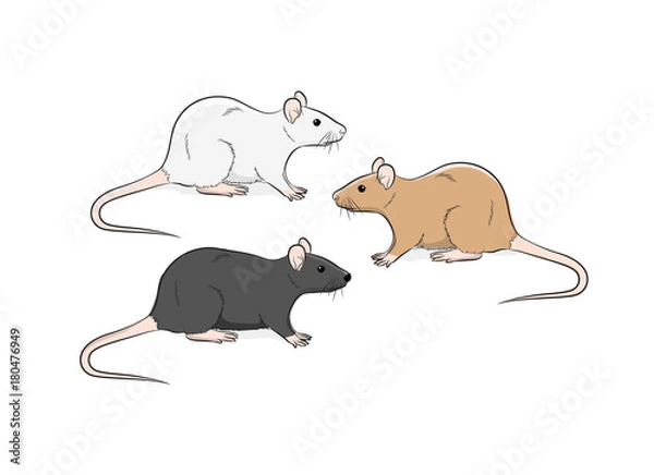 Obraz Wild Rat Vector Illustration