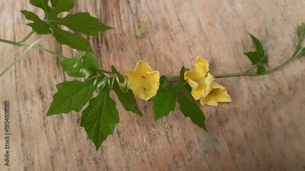 Fototapeta Bitter melon plant on brown background. Also known as Momordica charantia, cerassee, goya, bitter apple, bitter gourd, bitter squash, balsam-pear, karela, karavila, peria, pare.