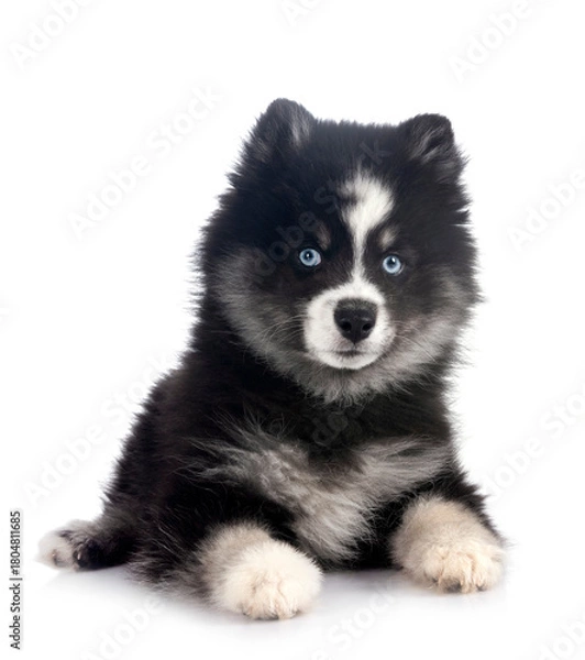 Obraz Pomsky in studio