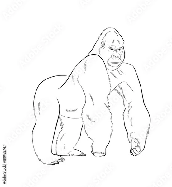 Obraz Gorilla Drawing Vector Illustration
