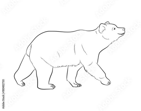Obraz Bear Drawing Vector Illustration