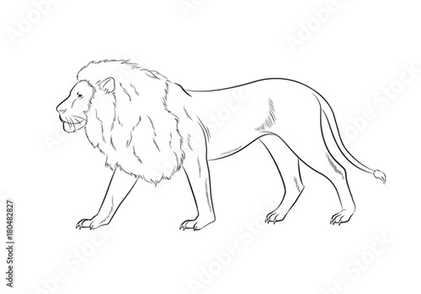 Obraz Lion Drawing Vector Illustration