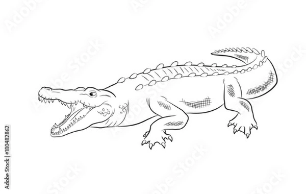 Obraz Crocodile Drawing Vector Illustration