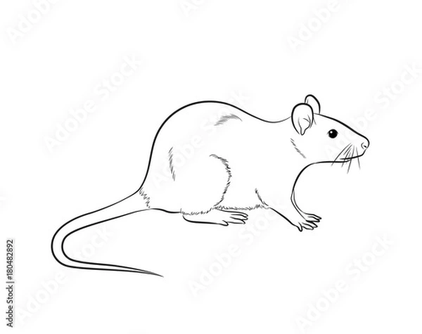 Obraz Cartoon Mouse Drawing Vector