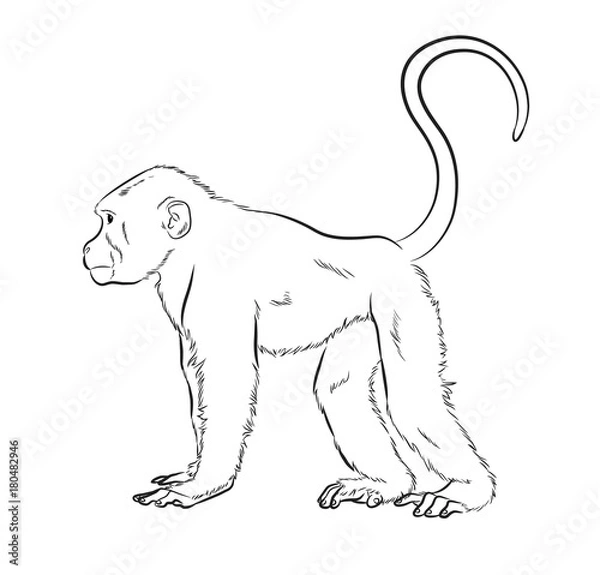 Obraz Monkey Sketching Vector Illustration