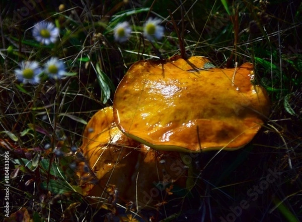 Obraz mushroom in the forest