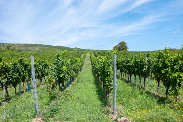 Obraz Beautiful wine grapes vineyard in Europe. Large bunches of red grapes.
