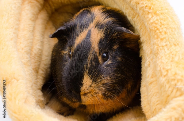 Obraz gemütlich zuhause...