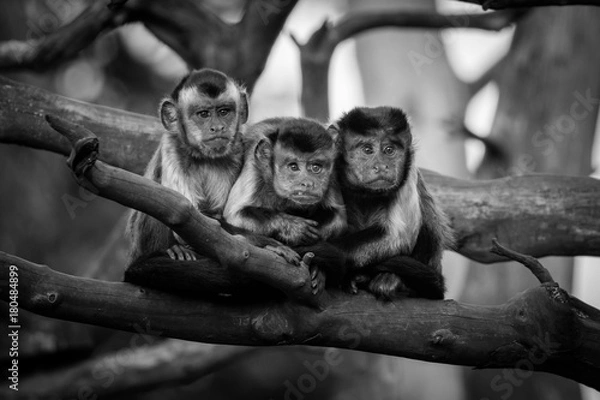 Fototapeta Chewing the Fat