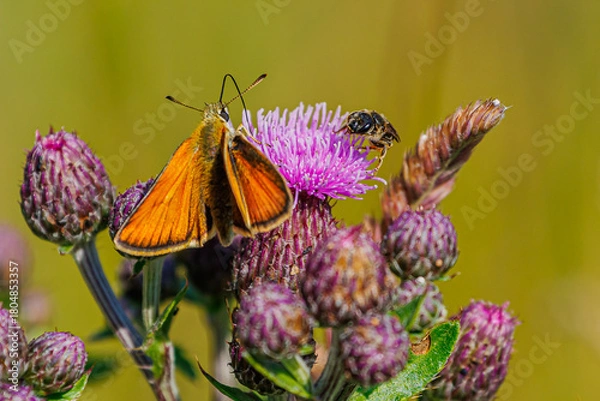 Fototapeta Schmetterling