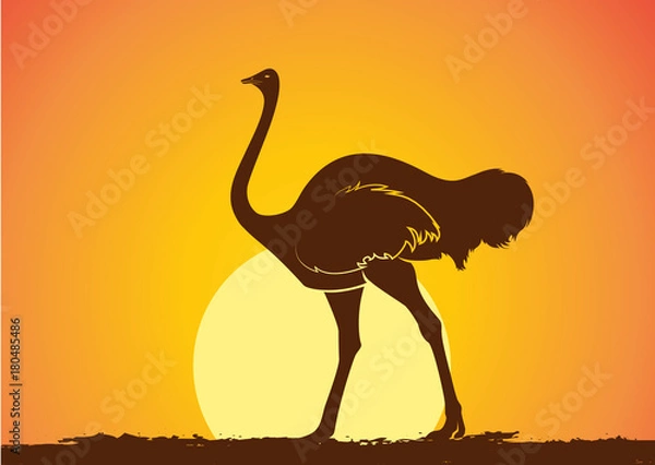 Obraz Ostrich Silhouette in Sunset Vector