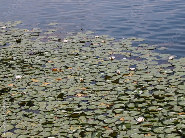 Obraz OLYMPUS DIGITAL CAMERA