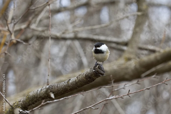 Fototapeta A black-capped chickadee balances on a short branch in a winter woodland, surrounded by bare tree limbs.