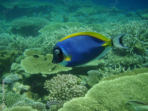 Obraz Weißkehl-Doktorfisch