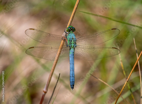 Fototapeta Eastern Pondhawk dragonfly resting on a plant stem in a Driftless Area natural preserve in Wisconsin.
