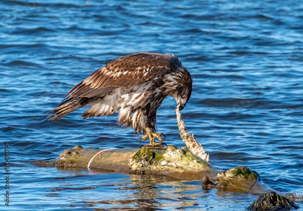 Fototapeta Juvenile Bald Eagle perched on a log in the Mississippi River, tearing apart a fish carcass in the Driftless Region.
