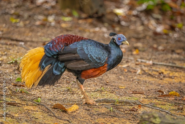 Obraz Crested Fireback perched on the ground 
