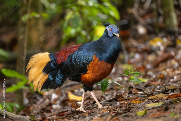 Obraz Crested Fireback perched on the ground 