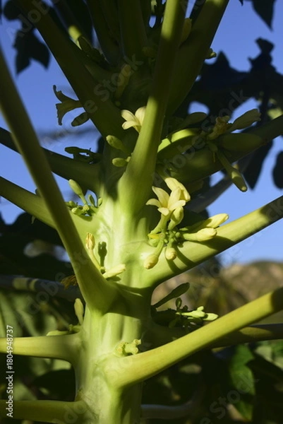Obraz Tronco do mamoeiro em meia sombra repleto de flores e céu azul, florescimento do mamão