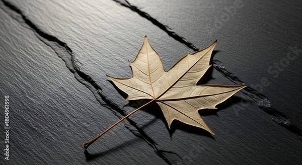 Fototapeta Single dry maple leaf resting on a textured dark surface