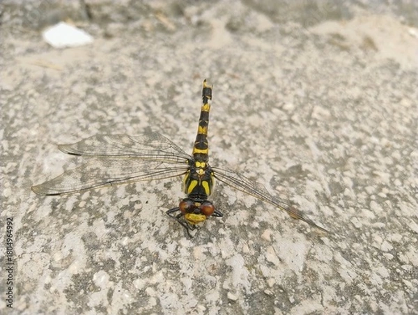 Obraz Yellow-striped dragonfly close-up on stone surface