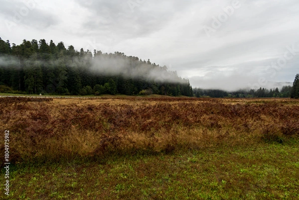Obraz Orick, California