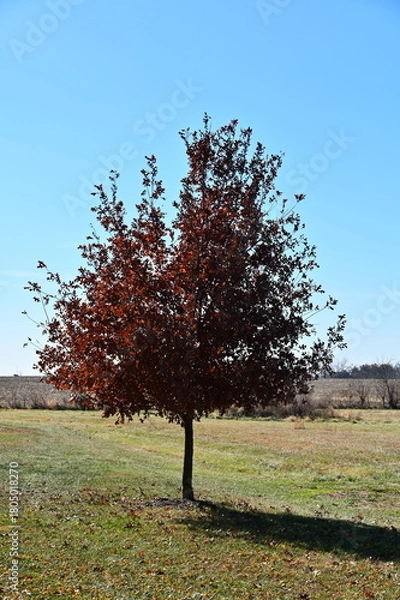 Obraz Tree in a Field