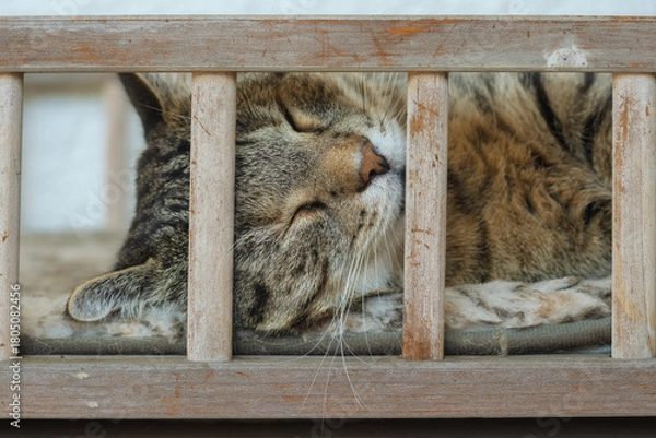 Obraz Tabby cat sleeping behind the lattice of a cat bed