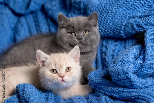 Obraz British Shorthair kittens on a blue blanket