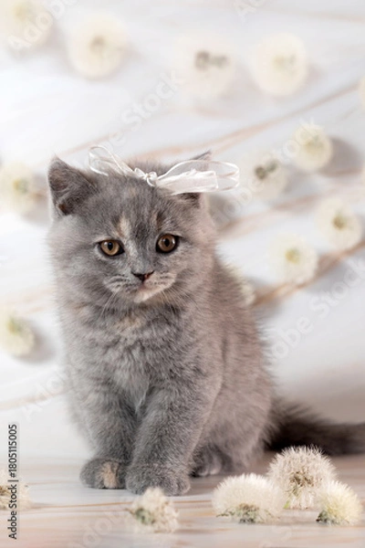 Obraz British Shorthair kittens with dandelions