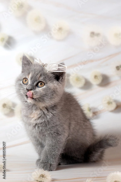 Obraz British Shorthair kittens with dandelions