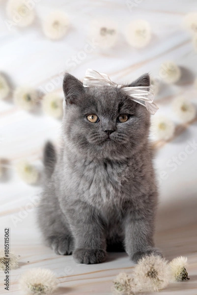 Obraz British Shorthair kittens with dandelions