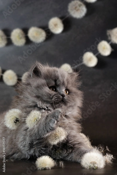 Obraz British Shorthair kittens with dandelions