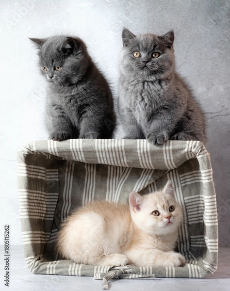 Obraz Family of British Shorthair kittens