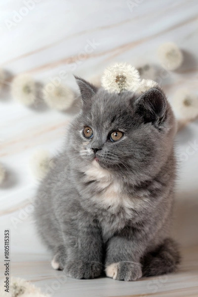 Obraz Family of British Shorthair kittens