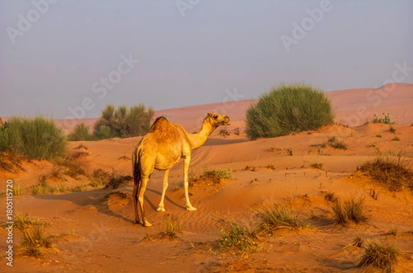 Fototapeta Semi wild camel grazing in the desert sand dunes near Dubai