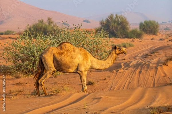 Fototapeta Semi wild camel grazing in the desert sand dunes near Dubai