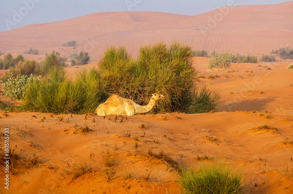 Fototapeta Semi wild camel grazing in the desert sand dunes near Dubai