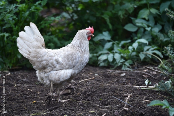 Fototapeta Henne sucht Futter in einer Freilandhaltung	
