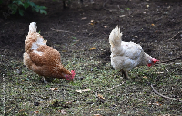 Fototapeta Henne sucht Futter in einer Freilandhaltung	
