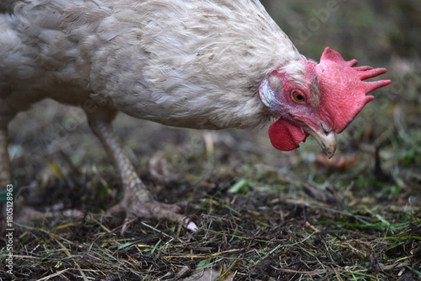 Obraz Henne sucht Futter in einer Freilandhaltung	
