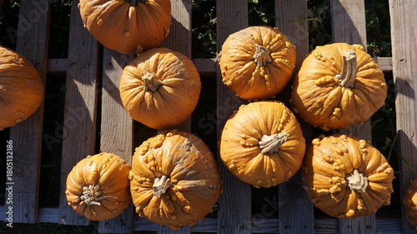 Obraz Orange Pumpkins in a Wisconsin Pumpkin Patch in Fall