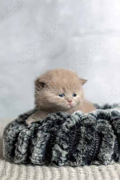 Obraz A small British Shorthair kitten. Lilac color.