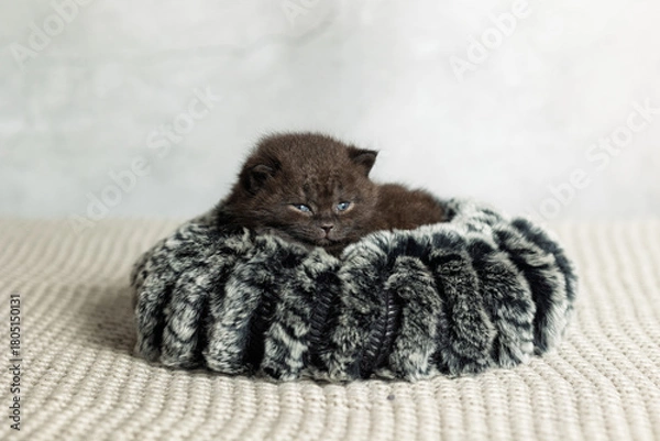 Obraz A small British Shorthair kitten. Black coat.