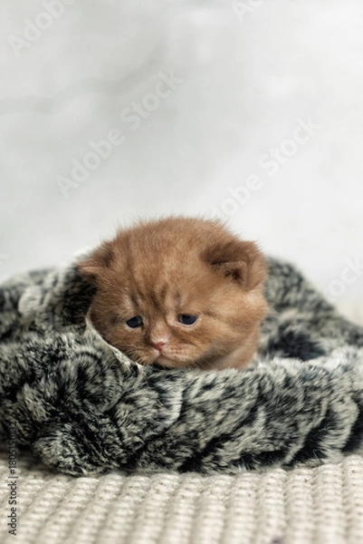 Obraz Маленький котенок британской расы . Шоколадный окрас
