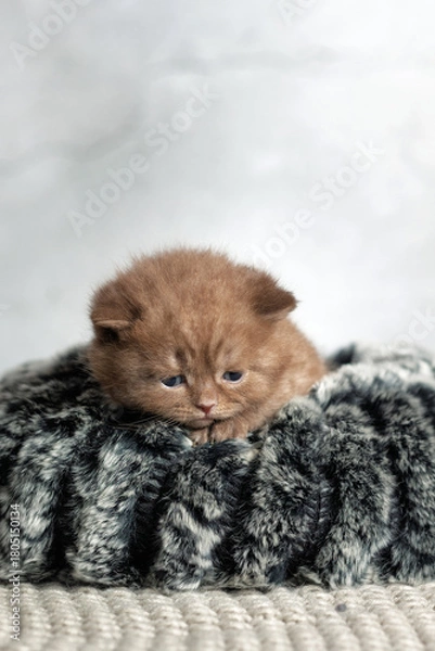 Obraz Маленький котенок британской расы . Шоколадный окрас