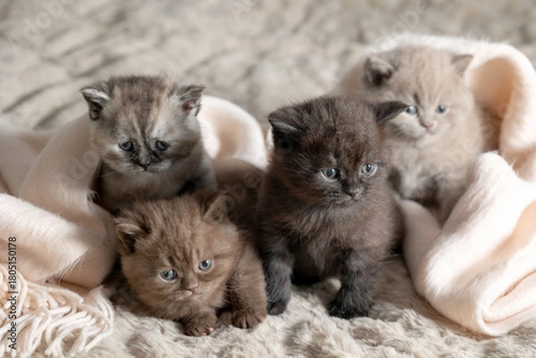 Obraz Family Small British Shorthair kitten